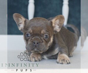 French Bulldog Puppy for sale in GORDONVILLE, PA, USA