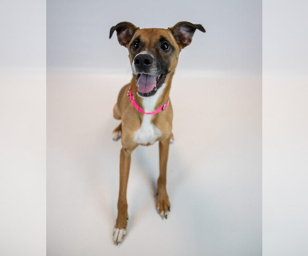 Medium Photo #5 Boxer-Unknown Mix Puppy For Sale in Kennesaw, GA, USA