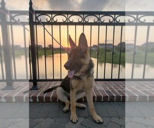 German Shepherd Dog Puppy for sale in CONROE, TX, USA