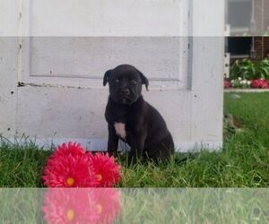 Boxita Puppy for sale in SUGARCREEK, OH, USA