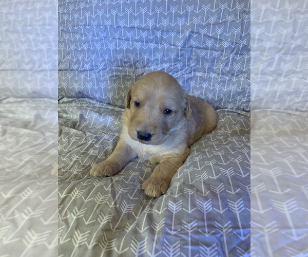 Medium Photo #1 Labradoodle Puppy For Sale in CASSVILLE, MO, USA