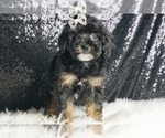 Small #4 YorkiePoo