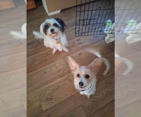 Medium Photo #3 Mutt Puppy For Sale in Minneapolis, MN, USA
