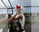 Small #3 Maltese