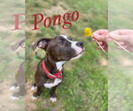 Small #7 American Pit Bull Terrier Mix