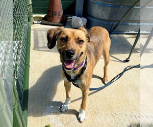 Mutt Dogs for adoption in Waterford, VA, USA