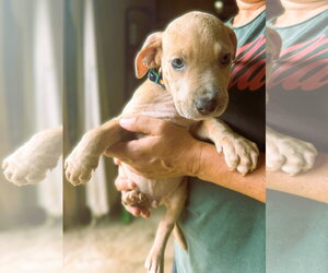 Mutt Dogs for adoption in Jackson, MS, USA