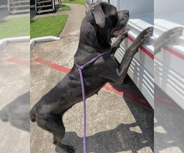 Medium Photo #1 Mutt Puppy For Sale in Houston, TX, USA