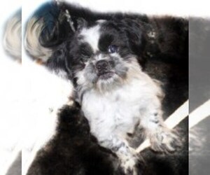 Father of the Shih Tzu puppies born on 06/18/2025