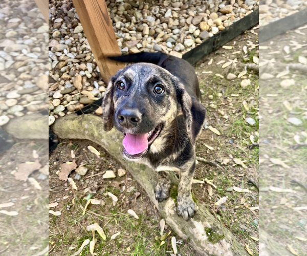 Medium Photo #4 Mutt Puppy For Sale in Rockville, MD, USA