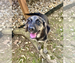 Small Photo #4 Mutt Puppy For Sale in Rockville, MD, USA