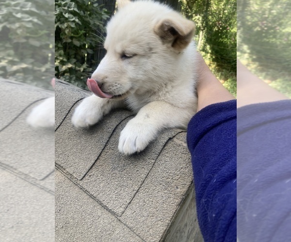 Medium Photo #19 Swiss Shepherd-Timber Wolf Mix Puppy For Sale in MAD RIVER, CA, USA