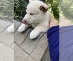 Small Photo #19 Swiss Shepherd-Timber Wolf Mix Puppy For Sale in MAD RIVER, CA, USA