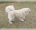 Small #18 Chow Chow-Great Pyrenees Mix