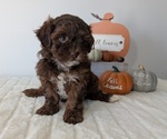 Small #4 ShihPoo