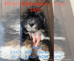 Bernedoodle (Miniature) Puppy for sale in YORKTOWN, IN, USA