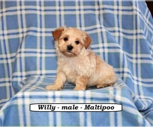 Maltipoo Dog for Adoption in HOPKINSVILLE, Kentucky USA