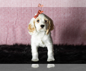 Cocker Spaniel Puppy for sale in MILLERSBURG, IN, USA
