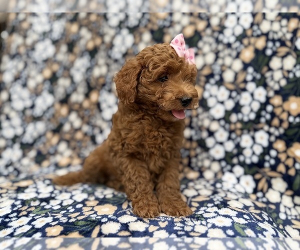 Medium Photo #6 Cock-A-Poo Puppy For Sale in LAKELAND, FL, USA