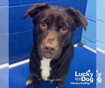 Small #2 Labrador Retriever Mix