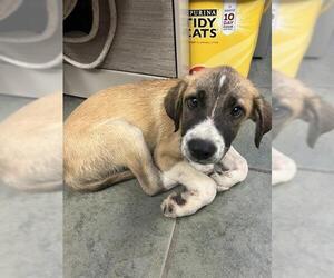 Mutt Dogs for adoption in San Antonio, TX, USA