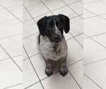 Small Photo #2 Bluetick Coonhound-Unknown Mix Puppy For Sale in pomfret, CT, USA