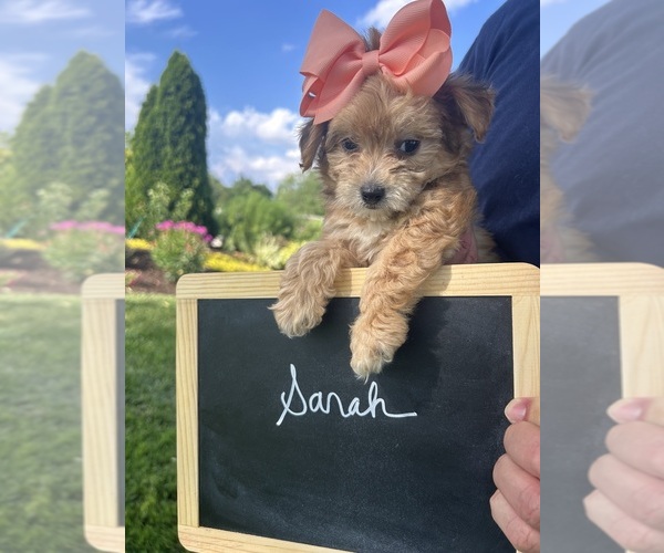 Medium Photo #9 Yo-Chon Puppy For Sale in BELFAST, OH, USA