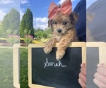 Small #8 Yo-Chon