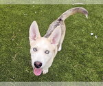 Small #3 Gerberian Shepsky