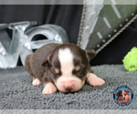 Small Photo #28 Miniature Australian Shepherd Puppy For Sale in GRANBURY, TX, USA
