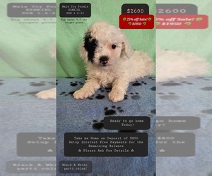 Poodle (Toy) Puppy for sale in TUCSON, AZ, USA