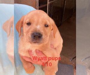 Labrador Retriever-Unknown Mix Dogs for adoption in Brooksville, FL, USA