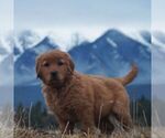 Small Golden Retriever