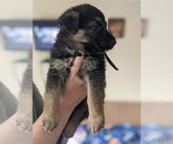 Medium Photo #7 German Shepherd Dog Puppy For Sale in KANSAS CITY, MO, USA