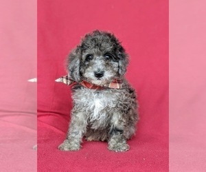 Poodle (Miniature) Puppy for sale in RISING SUN, MD, USA