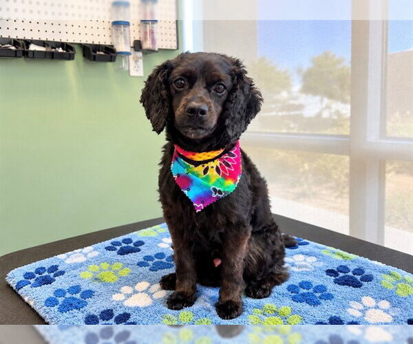 Medium Photo #1 Cocker Spaniel Puppy For Sale in Orange, CA, USA