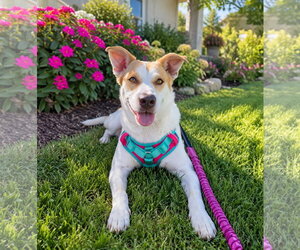 Ginger - Female Mutt Dog for Adoption - Photo #9