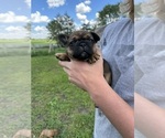 Puppy Gertie French Bulldog