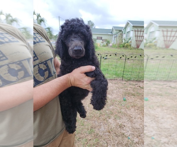 Medium Photo #2 Poodle (Standard) Puppy For Sale in SPRING HILL, FL, USA