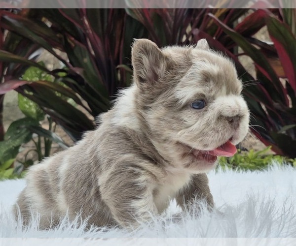 Medium Photo #2 French Bulldog Puppy For Sale in SAN DIEGO, CA, USA