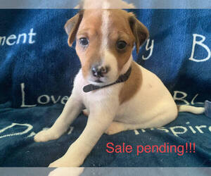 Rat Terrier Puppy for sale in MOLALLA, OR, USA