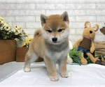 Small Photo #2 Shiba Inu Puppy For Sale in WASHINGTON, DC, USA