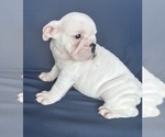 Small Photo #49 English Bulldog Puppy For Sale in WEEKI WACHEE, FL, USA