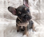 Small Photo #2 French Bulldog Puppy For Sale in ELK GROVE, CA, USA