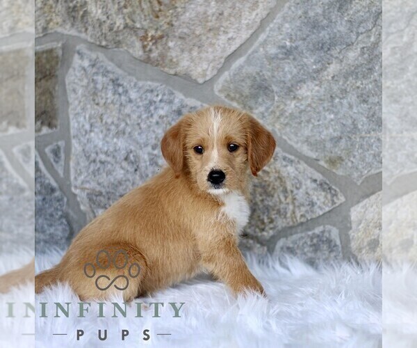 Medium Photo #4 Miniature Labradoodle Puppy For Sale in BIRD IN HAND, PA, USA