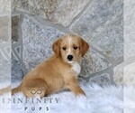 Small #3 Miniature Labradoodle