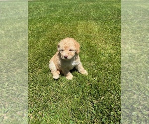 Maltipoo Puppy for Sale in TUSTIN, California USA