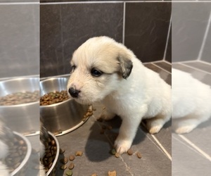 Great Pyrenees Puppy for sale in WATKINSVILLE, GA, USA