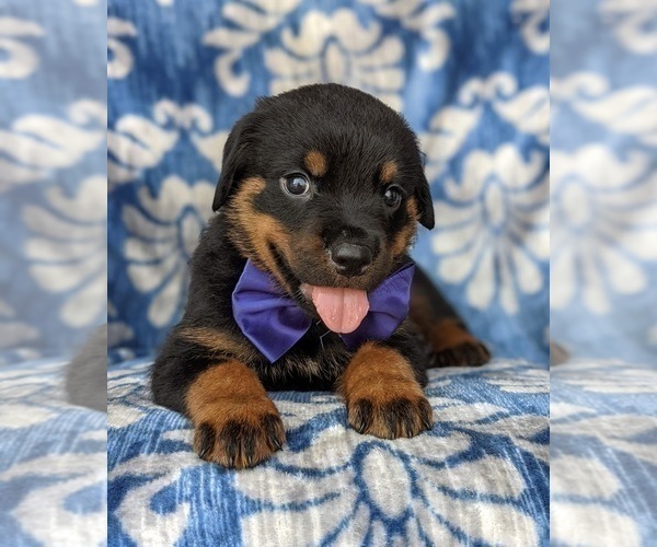 Medium Photo #7 Rottweiler Puppy For Sale in GLEN ROCK, PA, USA