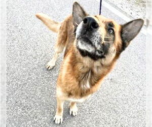 German Shepherd Dog Dog for Adoption in Houston, Texas USA